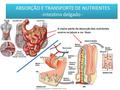 ABSORÇÃO E TRANSPORTE DE NUTRIENTES -intestino delgado -